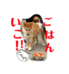 はるろんスタンプ（個別スタンプ：23）