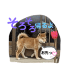 はるろんスタンプ（個別スタンプ：24）