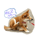 はるろんスタンプ（個別スタンプ：25）