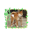 はるろんスタンプ（個別スタンプ：30）