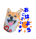 DonBE-1（個別スタンプ：3）