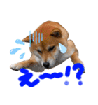 DonBE-1（個別スタンプ：4）