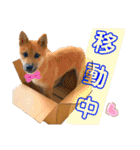 DonBE-1（個別スタンプ：9）