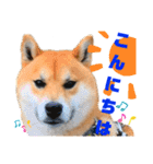 DonBE-1（個別スタンプ：10）