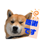 DonBE-1（個別スタンプ：20）