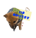 DonBE-1（個別スタンプ：23）