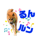 DonBE-1（個別スタンプ：30）