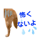 DonBE-1（個別スタンプ：31）