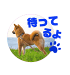 DonBE-1（個別スタンプ：37）