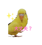 黄色い鳥《小夏ちゃん》（個別スタンプ：1）