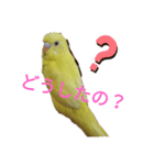 黄色い鳥《小夏ちゃん》（個別スタンプ：3）