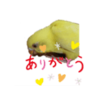 黄色い鳥《小夏ちゃん》（個別スタンプ：8）