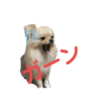 かわいいまめの1日（個別スタンプ：21）