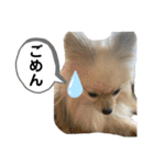 かわいいまめの1日（個別スタンプ：35）