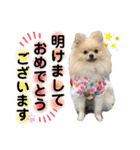 かわいいまめの1日（個別スタンプ：37）