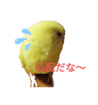 黄色セキセイインコ《小夏ちゃん》（個別スタンプ：1）