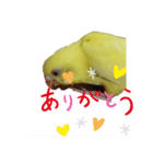 黄色セキセイインコ《小夏ちゃん》（個別スタンプ：3）