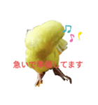 黄色セキセイインコ《小夏ちゃん》（個別スタンプ：5）