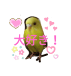 黄色セキセイインコ《小夏ちゃん》（個別スタンプ：7）