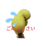 黄色セキセイインコ《小夏ちゃん》（個別スタンプ：8）