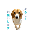 ビーグル ノアっち2（個別スタンプ：2）