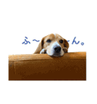 ビーグル ノアっち2（個別スタンプ：4）