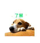 ビーグル ノアっち2（個別スタンプ：5）