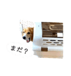 ビーグル ノアっち2（個別スタンプ：11）