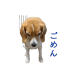 ビーグル ノアっち2（個別スタンプ：19）