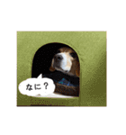 ビーグル ノアっち2（個別スタンプ：24）