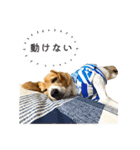 ビーグル ノアっち2（個別スタンプ：27）