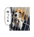 ビーグル ノアっち2（個別スタンプ：30）