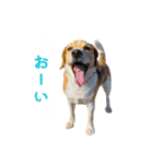 ビーグル ノアっち2（個別スタンプ：32）