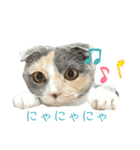 三毛猫キャンディ その1（個別スタンプ：1）