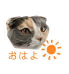 三毛猫キャンディ その1（個別スタンプ：2）