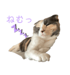 三毛猫キャンディ その1（個別スタンプ：3）