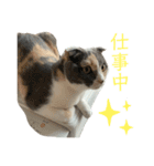 三毛猫キャンディ その1（個別スタンプ：4）