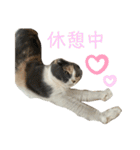 三毛猫キャンディ その1（個別スタンプ：5）