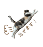 三毛猫キャンディ その1（個別スタンプ：6）