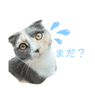 三毛猫キャンディ その1（個別スタンプ：7）