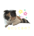 三毛猫キャンディ その1（個別スタンプ：8）