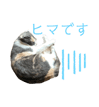 三毛猫キャンディ その1（個別スタンプ：9）