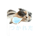 三毛猫キャンディ その1（個別スタンプ：10）