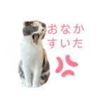 三毛猫キャンディ その1（個別スタンプ：11）