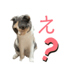 三毛猫キャンディ その1（個別スタンプ：12）