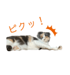 三毛猫キャンディ その1（個別スタンプ：13）