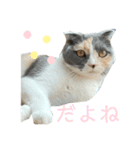 三毛猫キャンディ その1（個別スタンプ：14）