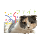 三毛猫キャンディ その1（個別スタンプ：15）