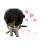 三毛猫キャンディ その1（個別スタンプ：16）