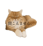 とらさんの日常で使えるスタンプ（個別スタンプ：3）